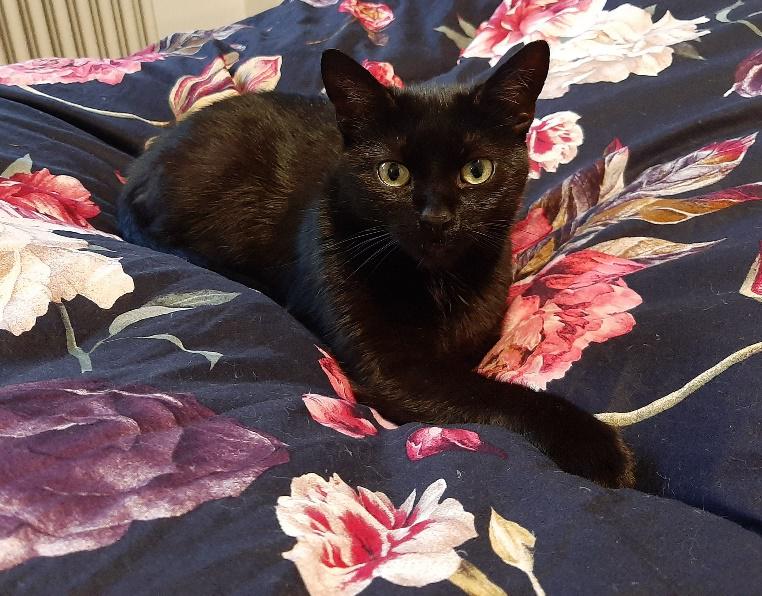 Stella (Katze, geb. 2014)